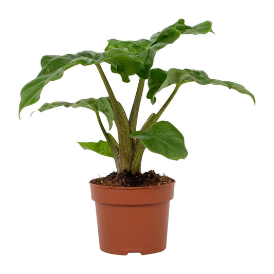 Alocasia Low Rider 12cm - Ø12cm - ↕30cm