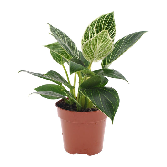 Philodendron White Wave - Ø12cm - ↕25cm