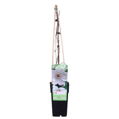 Clematis Miss Bateman - Clematis Wit - Ø15cm - ↕65cm