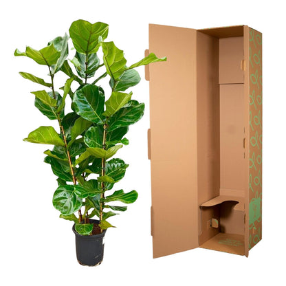 Geigenfeige 155 cm – Stilvolle, pflegeleichte Zimmerpflanze