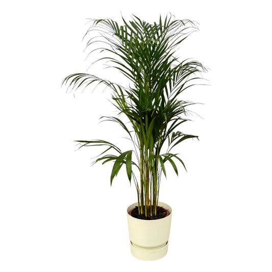 Goldfruchtpalme 110 cm mit Elho Greenville Topf Weiß