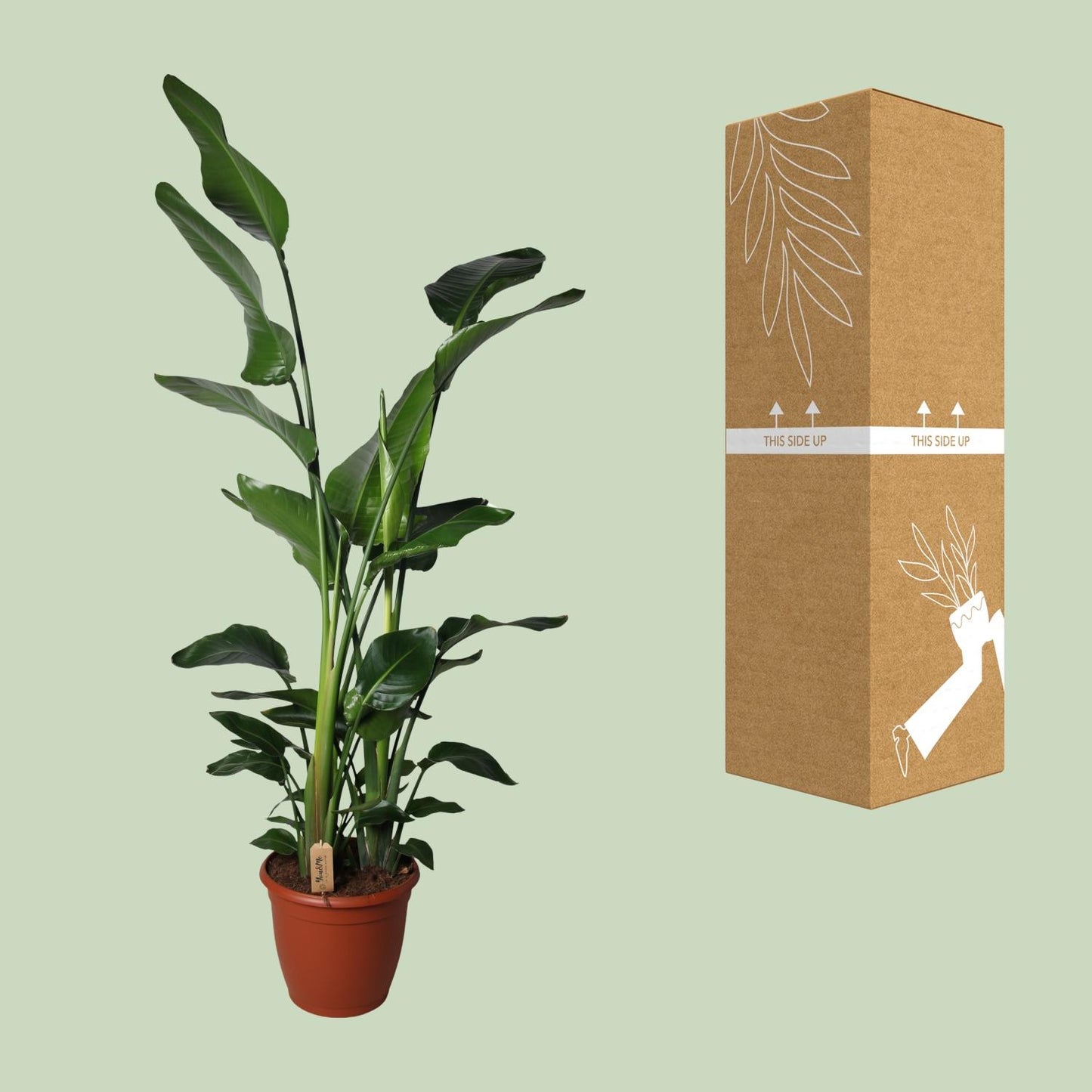 Strelitzia Nicolai - Ø36cm - ↕170cm