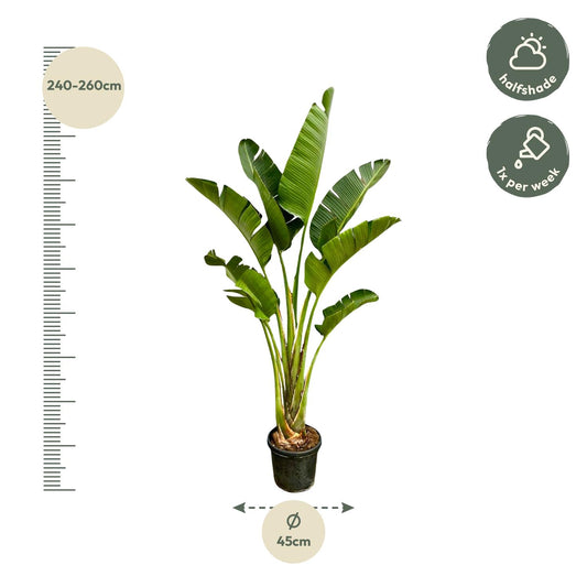 Weiße Paradiesvogelblume 250 cm – Strelitzia Augusta