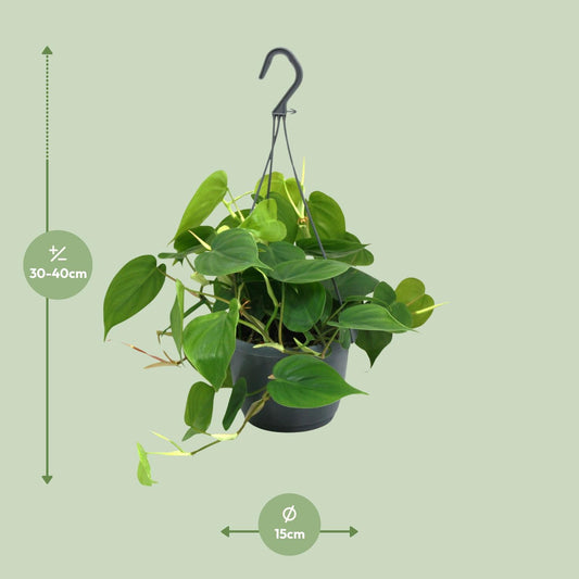 Philodendron Scandens - Ø15cm - ↕35cm