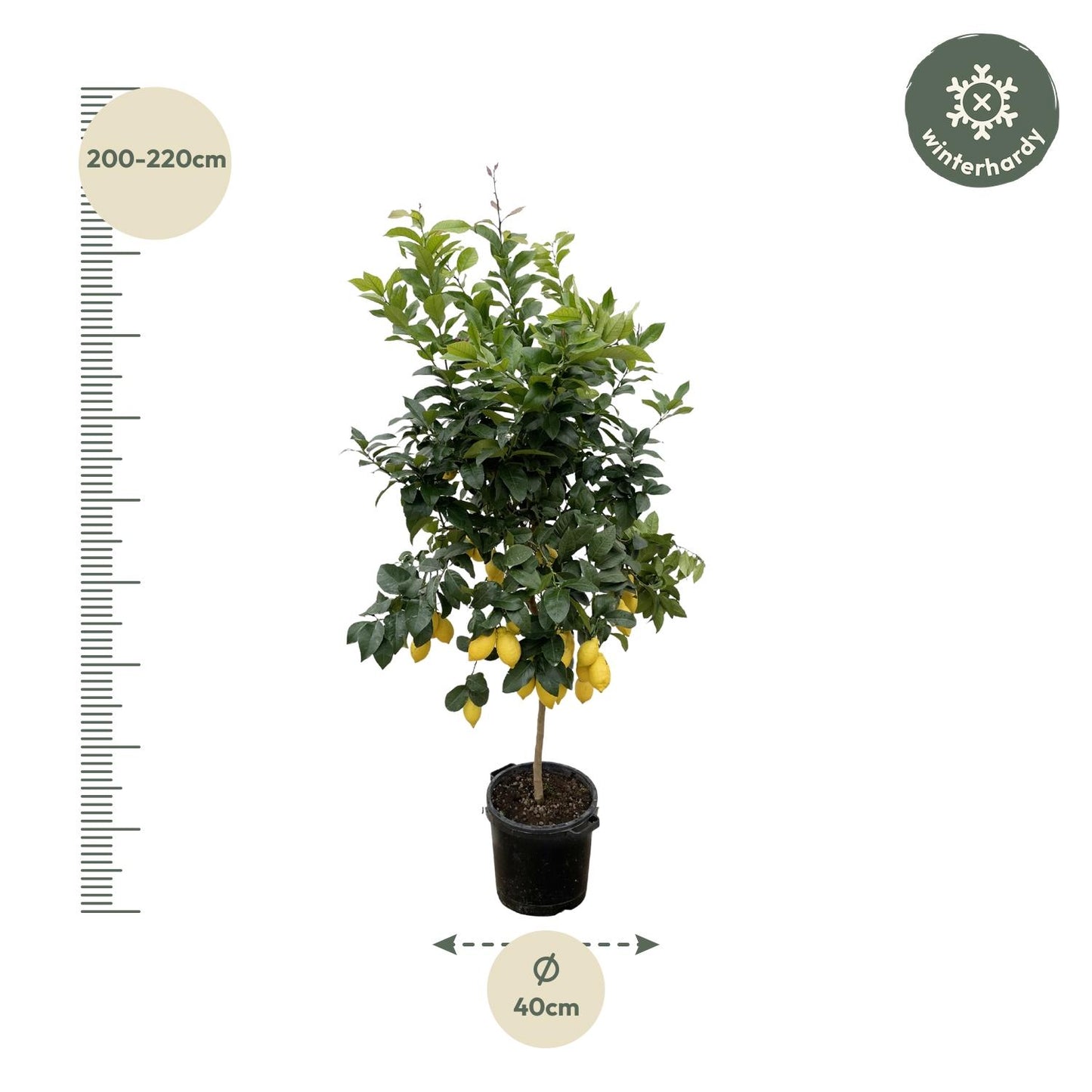 Zitronenbaum 200 cm – Mediterrane Kübelpflanze für sonnige Plätze