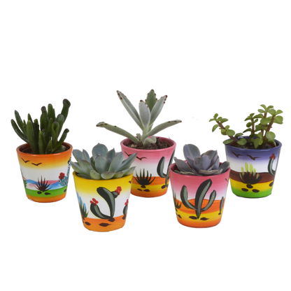 Vetplanten-Mischung 5,5 cm - 5x - in Mexicaanse pot