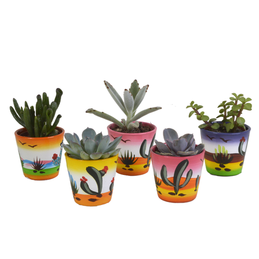 Vetplanten-Mischung 5,5 cm - 5x - in Mexicaanse pot