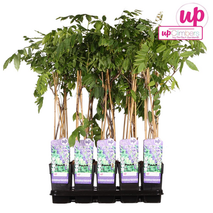 Wisteria sinensis 'Prolific' - Glyzinie - Ø15cm - ↕65cm