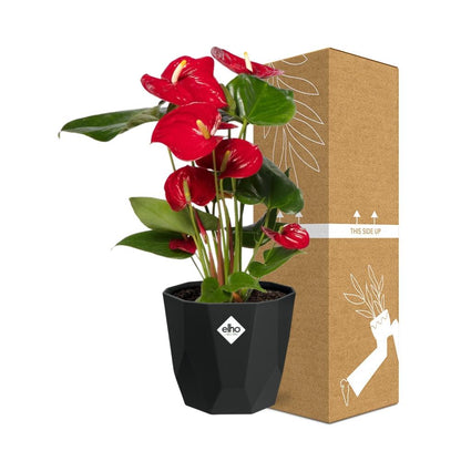 Anthurium Red 12cm in 14cm b.for rock living black