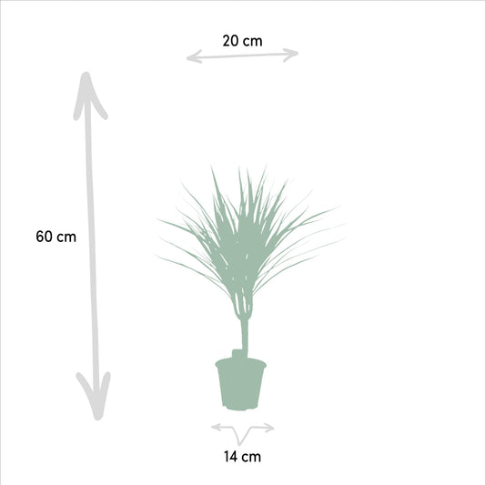Drachenbaum Marginata – 60 cm pflegeleichte Zimmerpflanze