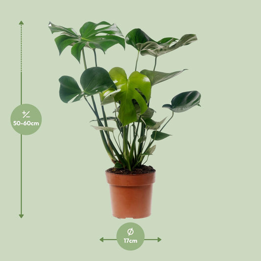 Monstera Deliciosa - Ø17cm - ↕55cm