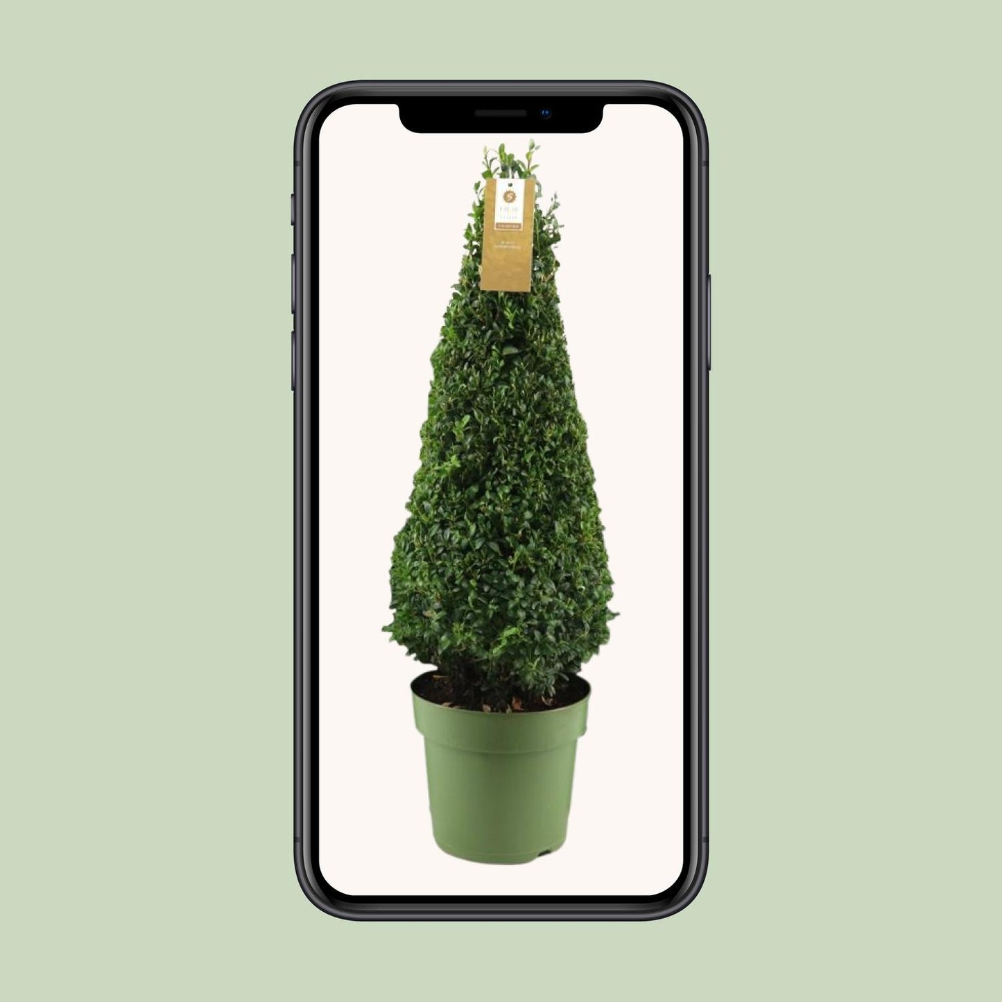Buxus Semp. Pyramid 55cm P21 - Ø21cm - ↕75cm
