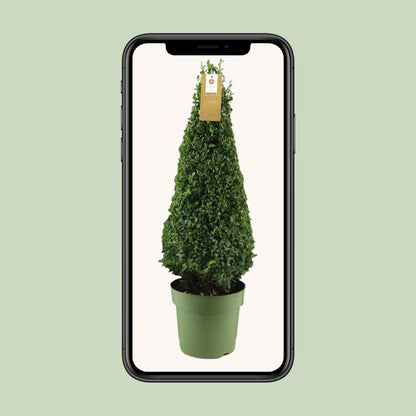 Buxus Semp. Pyramid 55cm P21 - Ø21cm - ↕75cm