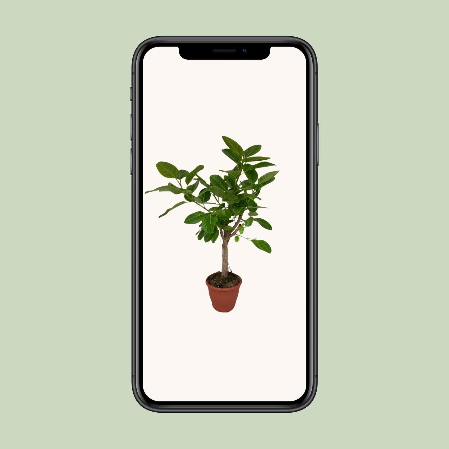 Ficus Altissima - Ø26cm - ↕110cm