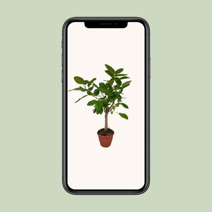 Ficus Altissima - Ø26cm - ↕110cm