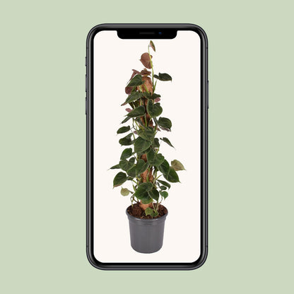 Philodendron Lupinum Mosstok - Ø16cm - ↕75cm