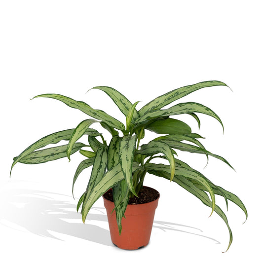 Aglaonema Cutlass - Ø30cm - ↕12cm