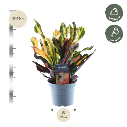 Kroton 'Mammi' – 30 cm Bunte, pflegeleichte Zimmerpflanze
