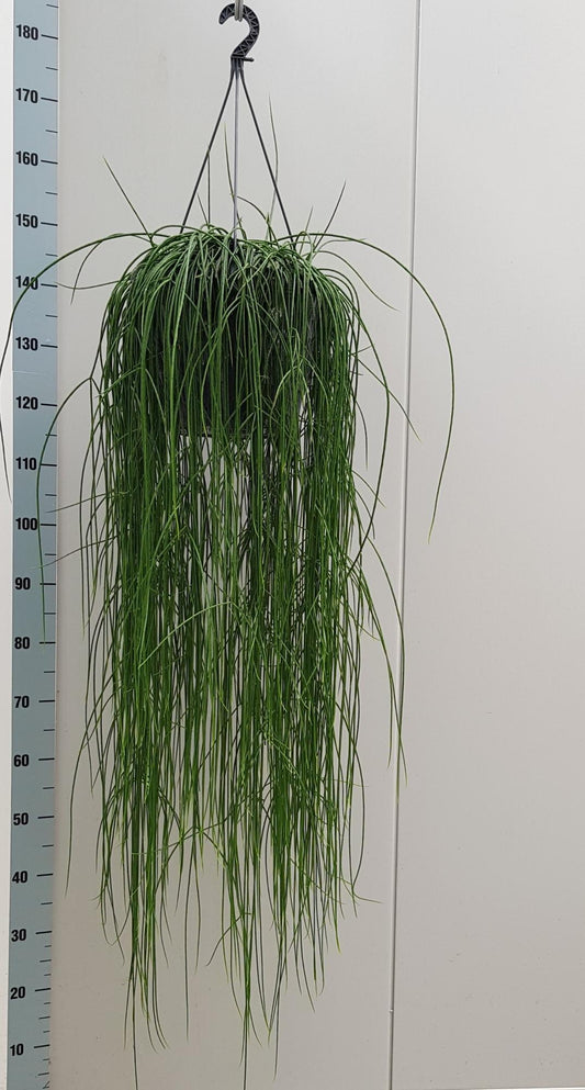 Rhipsalis Flocosa 25cm - Ø25cm - ↕90cm