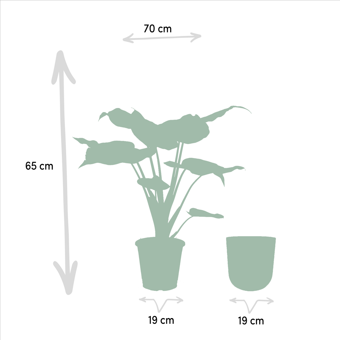 Alocasia Cucullata - Ø19cm - ↕65cm + Topf Mayk Lead