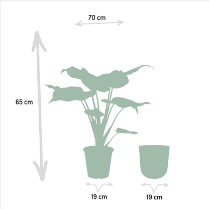Alocasia Cucullata - Ø19cm - ↕65cm + Topf Mayk Lead