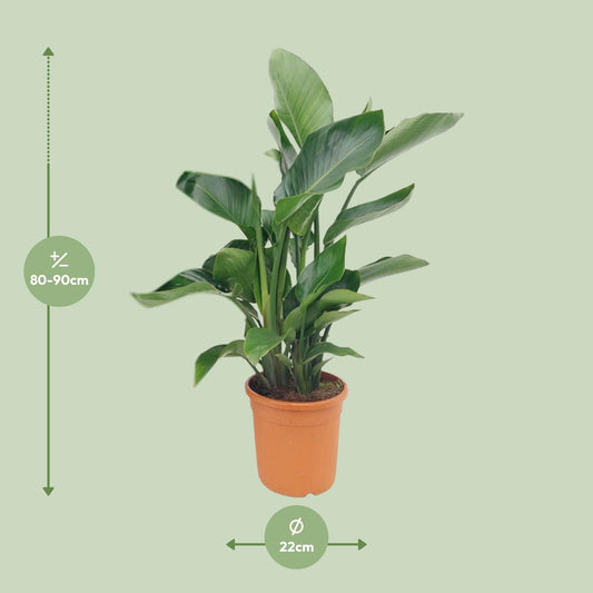 Strelitzia Nicolai - Ø22cm - ↕85cm