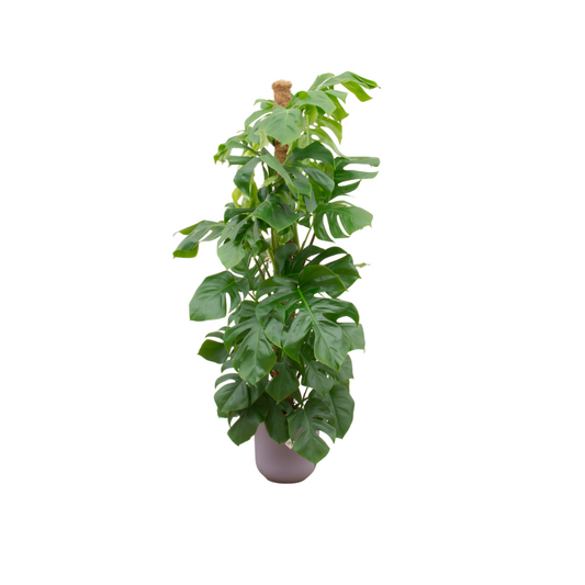 Monstera Fensterblatt XL im lila Elho Topf – 150 cm