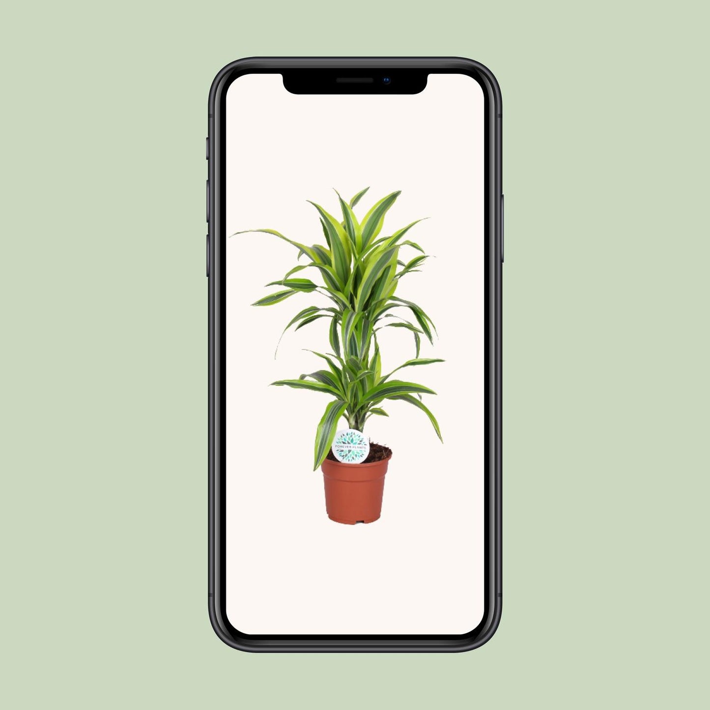 Dracaena Lemon Lime - Ø17cm - ↕65cm