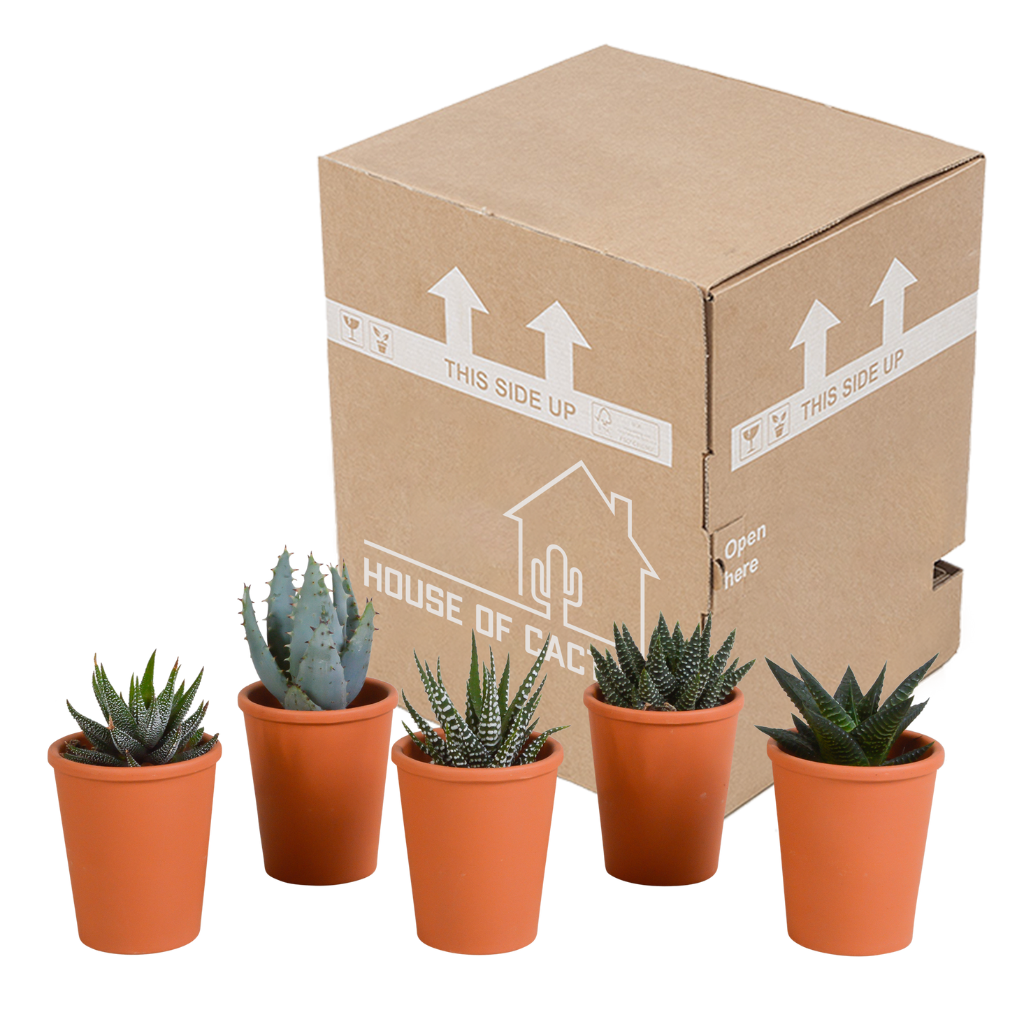 Gasteria & Haworthia Mix 5er Set im Terrakotta-Topf
