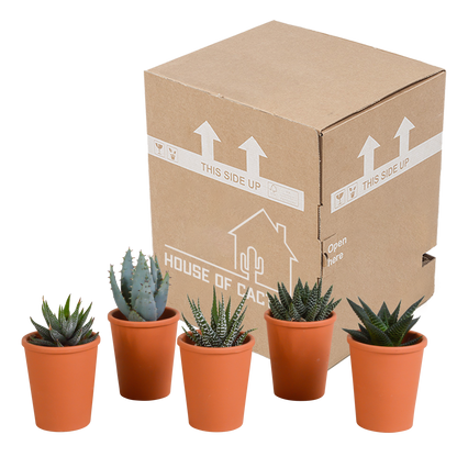 Gasteria & Haworthia Mix 5er Set im Terrakotta-Topf