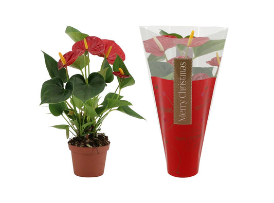 Anthurium Diamond Red In Ruby Sleeve - Ø9cm - ↕25cm