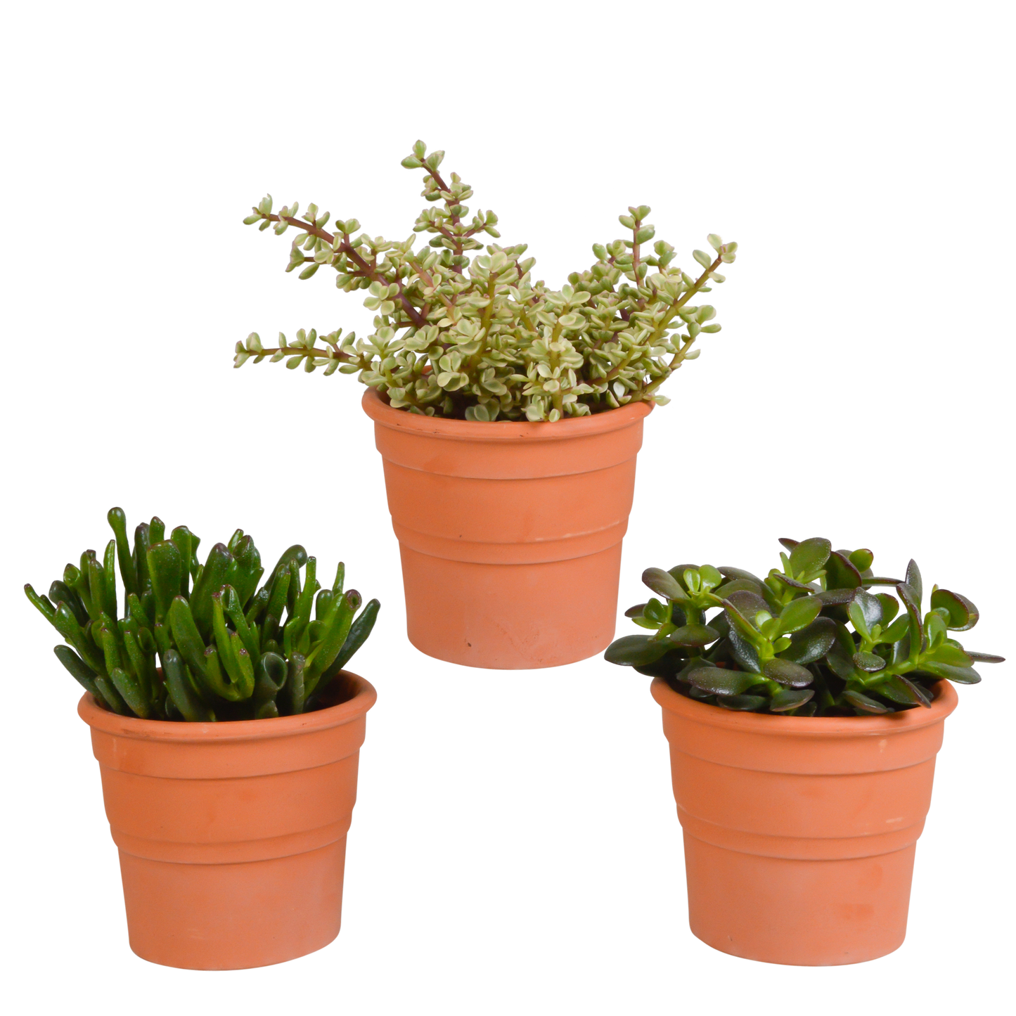 Crassula-Mischung 10,5 cm - 3x - in terracotta pot