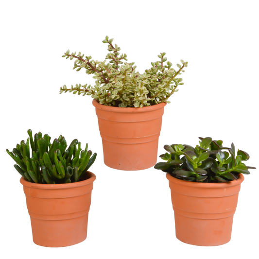 Crassula-Mischung 10,5 cm - 3x - in terracotta pot