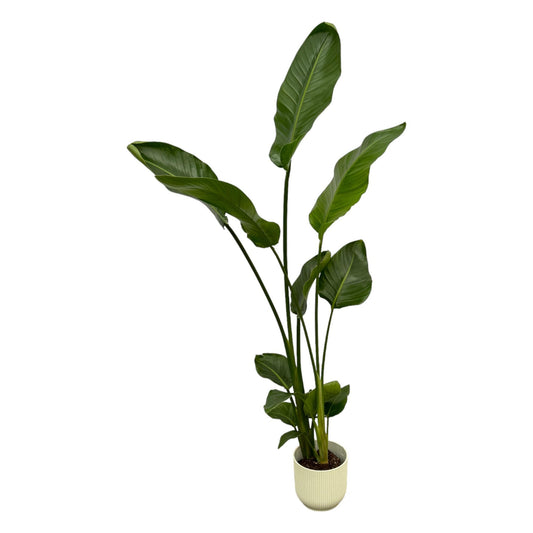 Strelitzie Nicolai 100 cm – Weißer Paradiesvogel