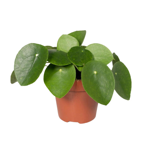 Pilea Peperomiodes - Pfannkuchenfabrik - Ø12cm - ↕20cm