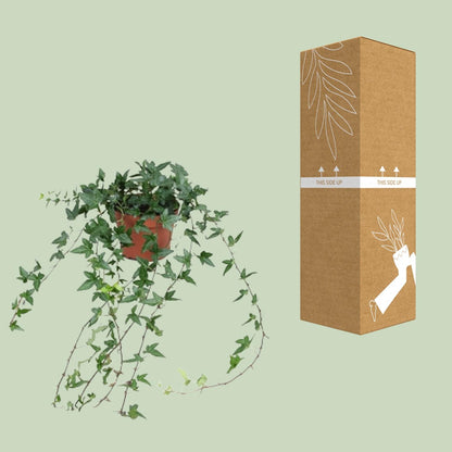 Hedera Helix Shamrock - Medium Long - Ø13cm - ↕cm