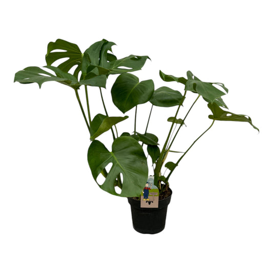 Fensterblatt Monstera Deliciosa 70 cm – Exotische Zimmerpflanze