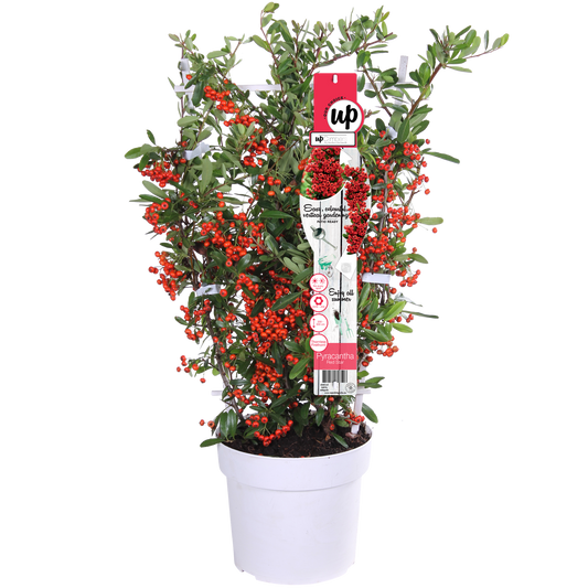 Pyracantha coccinea Red Star - Ø23cm - ↕75cm - Ø19 - ↨70cm