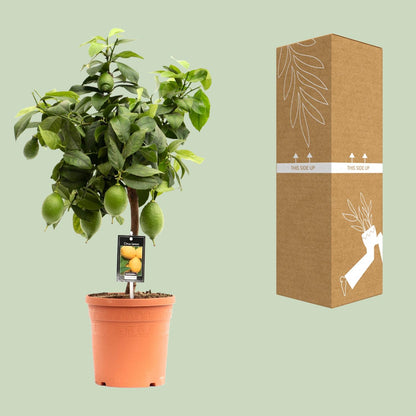 Citrus Lemon - Ø19cm - ↕70cm