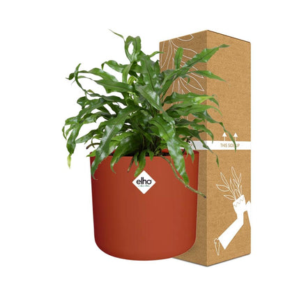 Microsorum Diversifolium in ELHO b.for soft rond 14cm brique