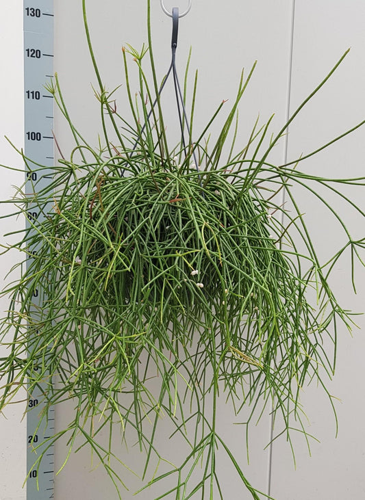 Rhipsalis Mauritiana - Ø25cm - ↕60cm