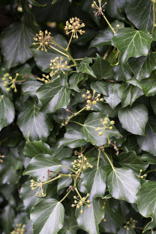 4x - Hedera hibernica - ↨65cm - Ø15