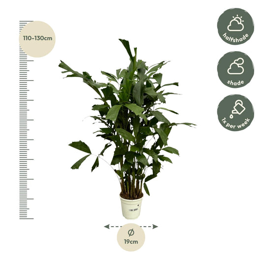 Caryota Mitis - 130 cm - Ø19cm