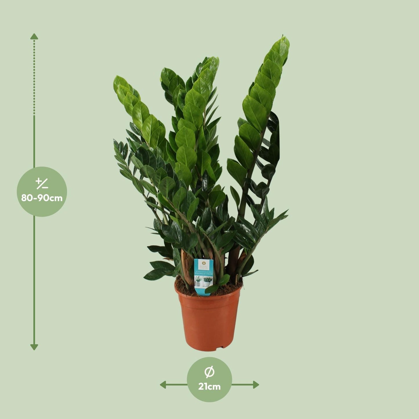 Zamioculcas Zamiifolia  - Ø21cm - ↕80cm