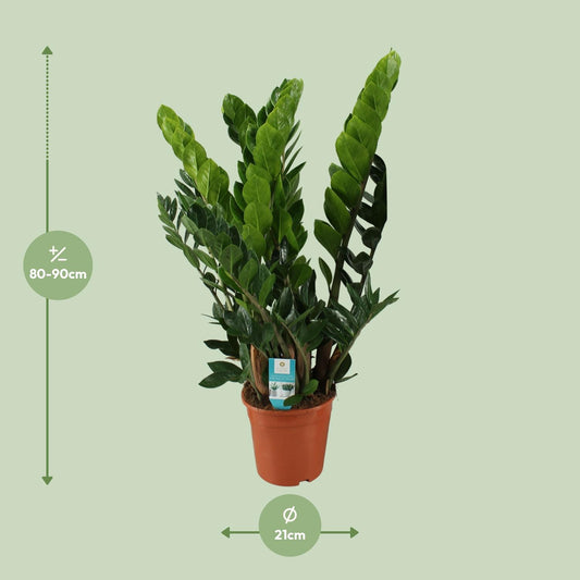 Zamioculcas Zamiifolia  - Ø21cm - ↕80cm
