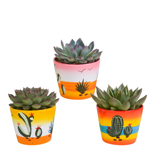 Echeverien-Mix 3er Set – Pflegeleichte Sukkulenten im 10,5 cm Topf