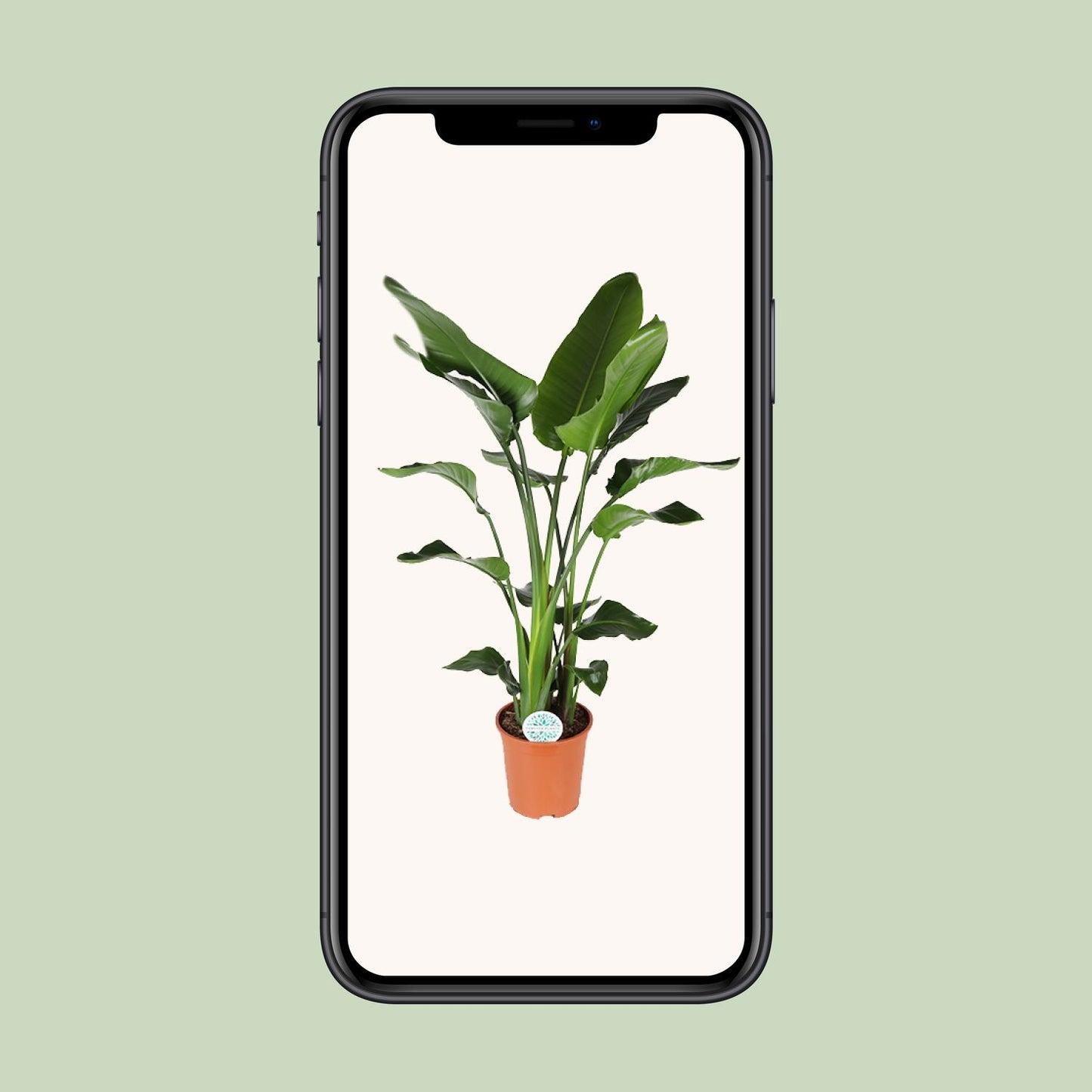 Strelitzia Nicolai - Ø27cm - ↕140cm