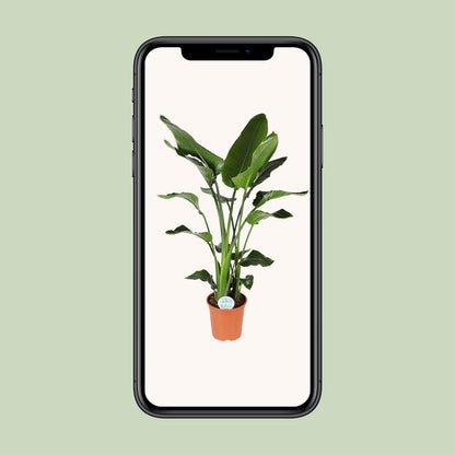 Strelitzia Nicolai - Ø27cm - ↕140cm