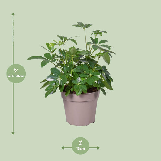 Schefflera Arboricola - Ø15cm - ↕45cm