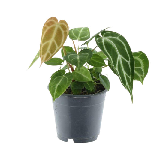 Anthurium Chrystallinum P12 - Ø12cm - ↕35cm